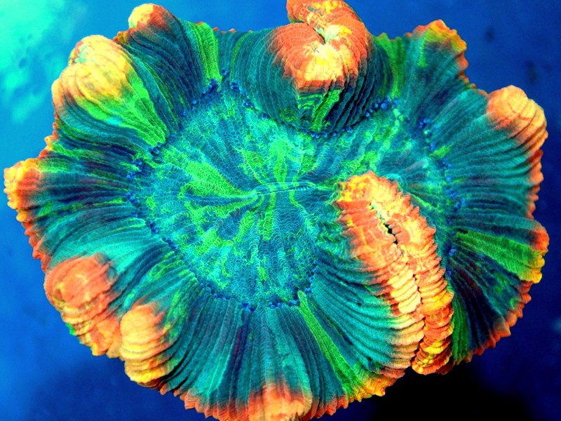 corals for sale